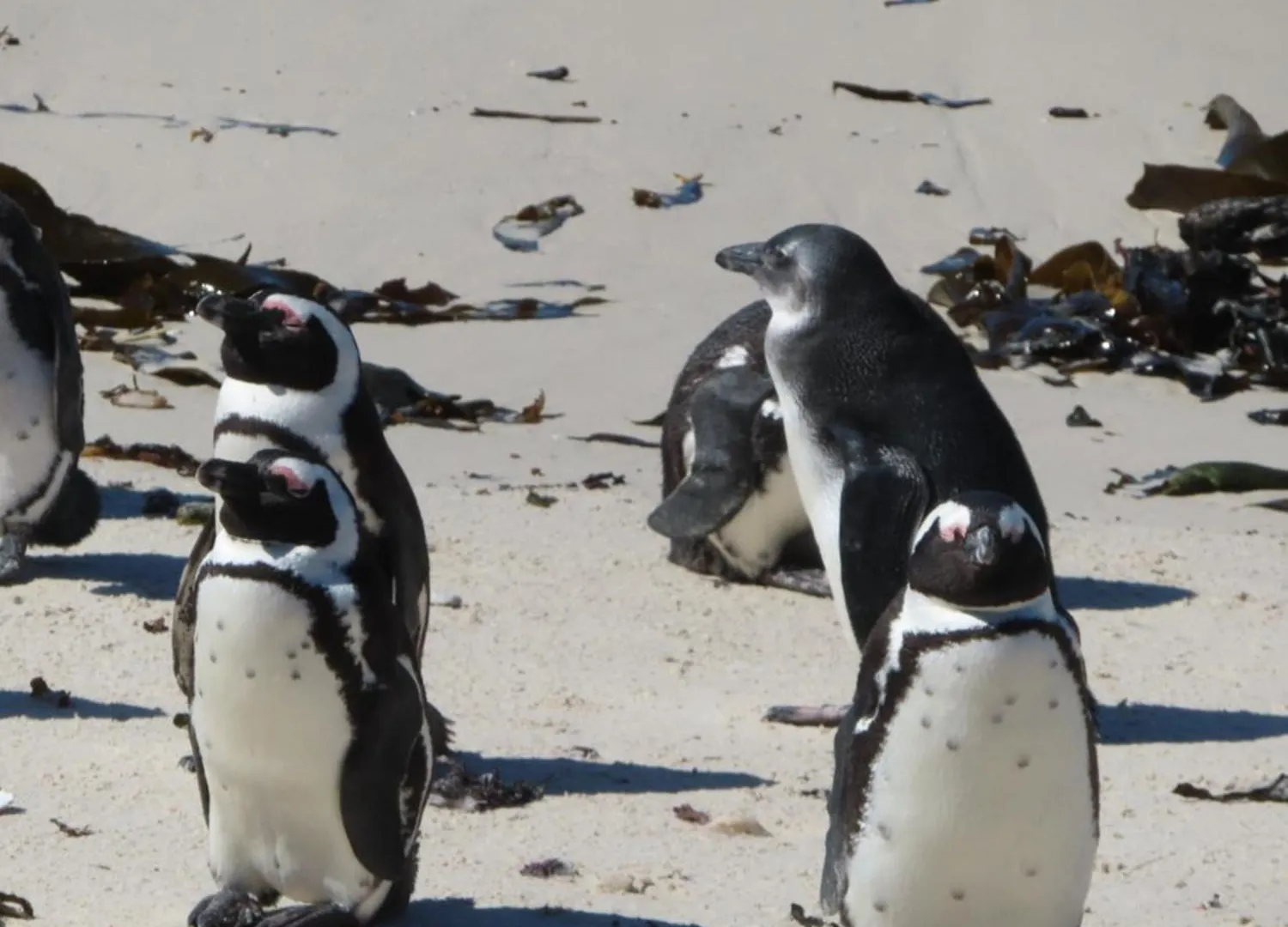Bonne Esperance, Simon'S Town Apartment